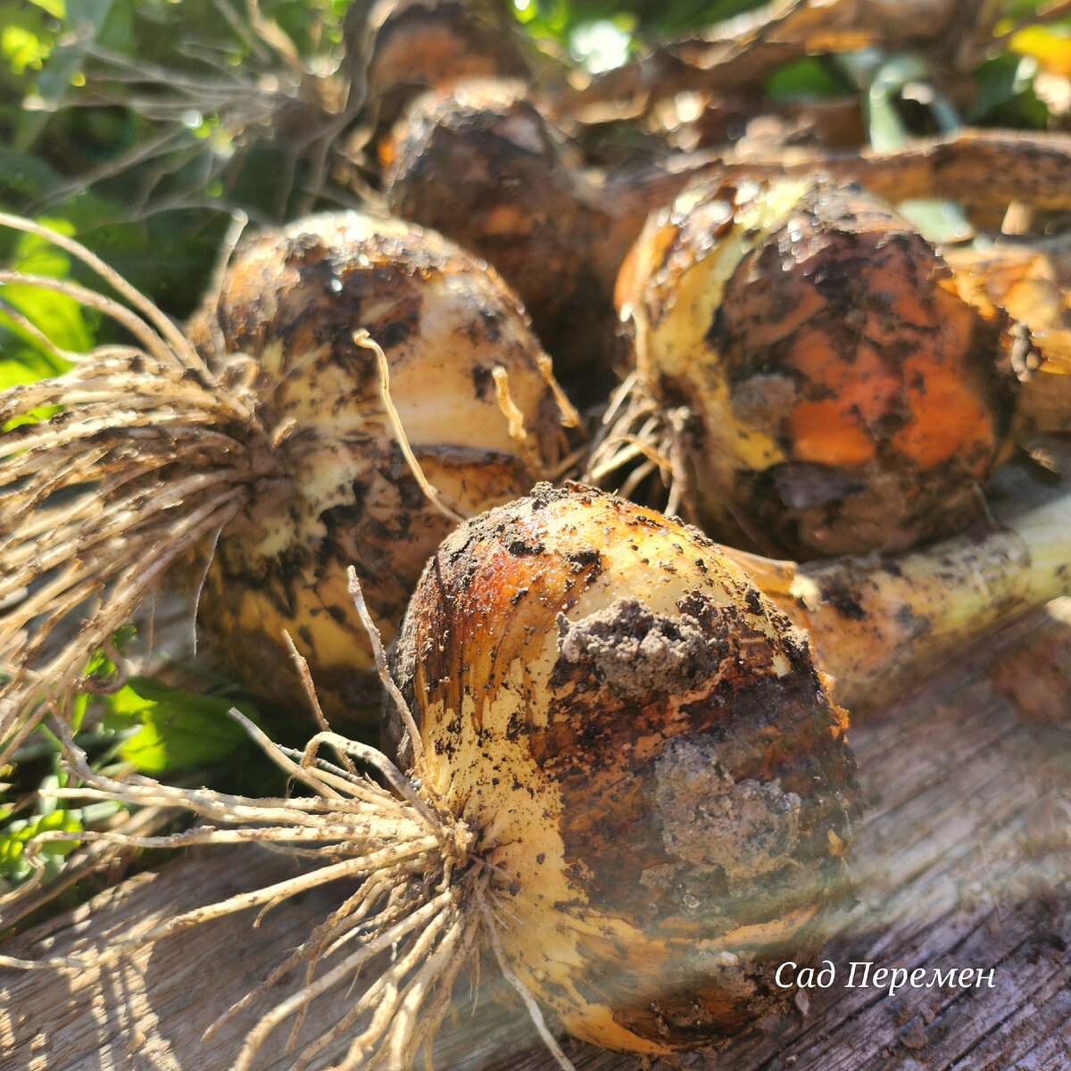 Только с грядки.