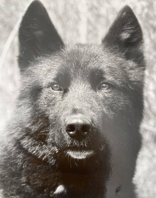 Та самая восточносибирская лайка. Из архива автора