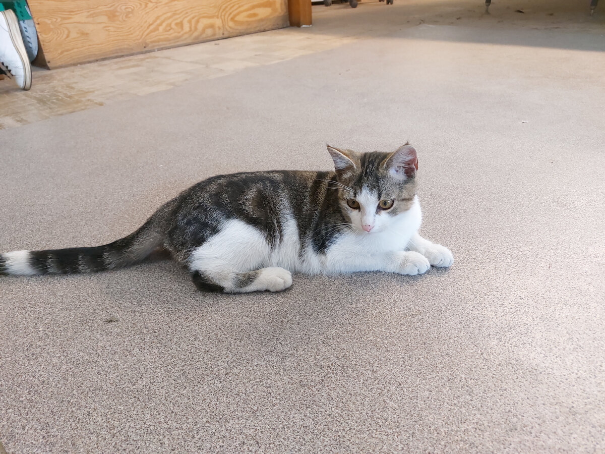 Полоски на спинке и колечки на хвостике