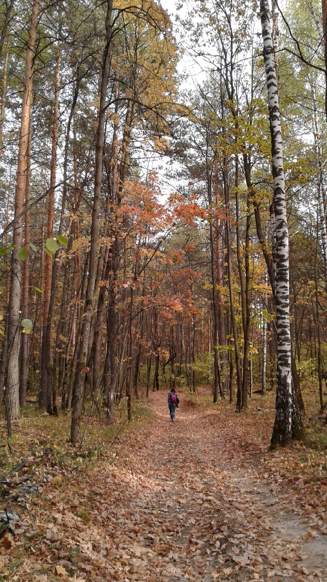 дорога через лес.