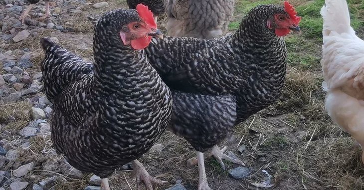    5 видов кормушек для кур