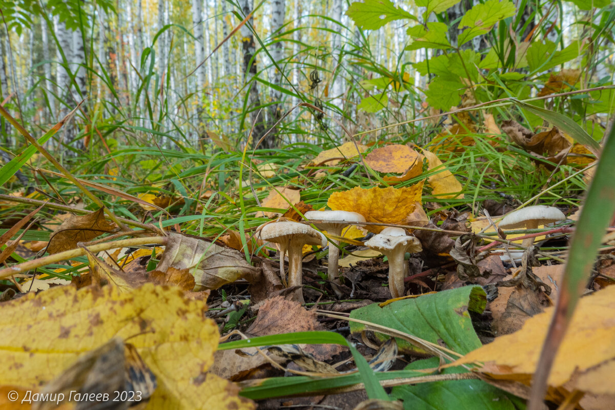 поганки