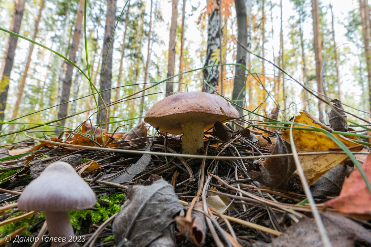 масленок и поганка рядом