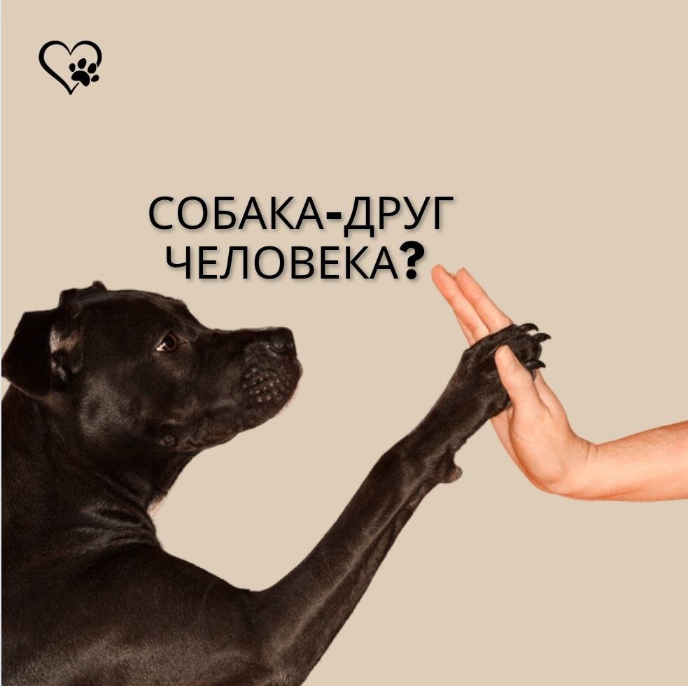 Собака не друг человека. Собака лучший друг цитаты. Собака друг человека цитаты. Собака не друг человека. Самое преданное животное человеку.