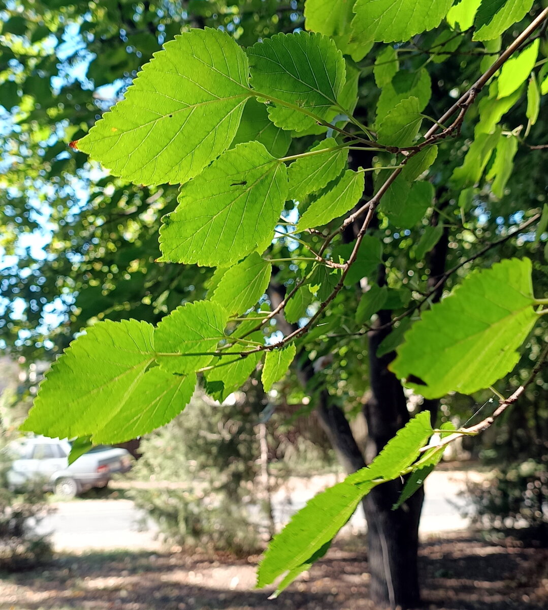 Какая жизнерадостная зелень!