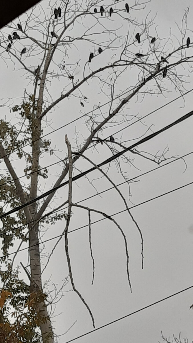 На этом дереве чаще всего происходят стычки между птицами.