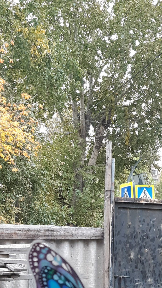 Вон там в развилке эта хулиганка и мелькнула