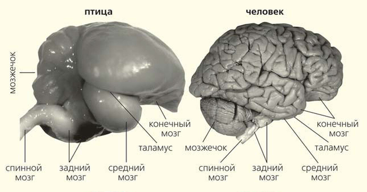 На каком рисунке изображен головной мозг птицы объясните почему вы так считаете