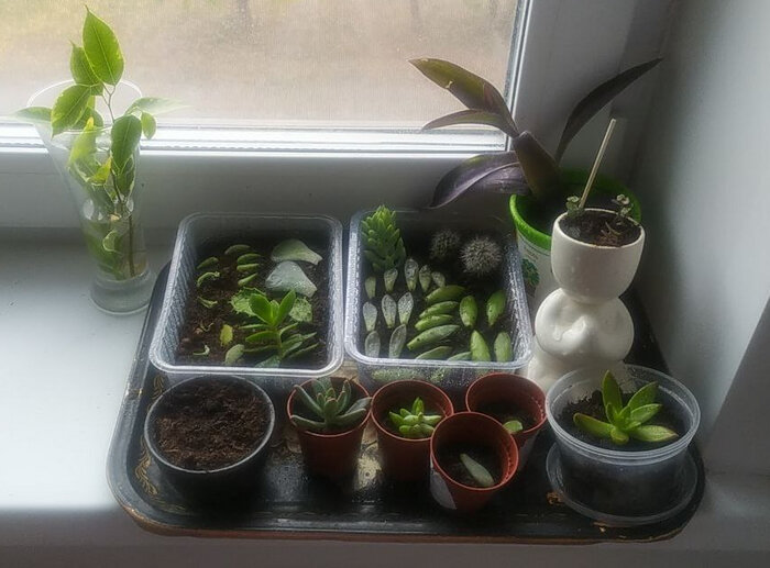 Отрастают и укореняются