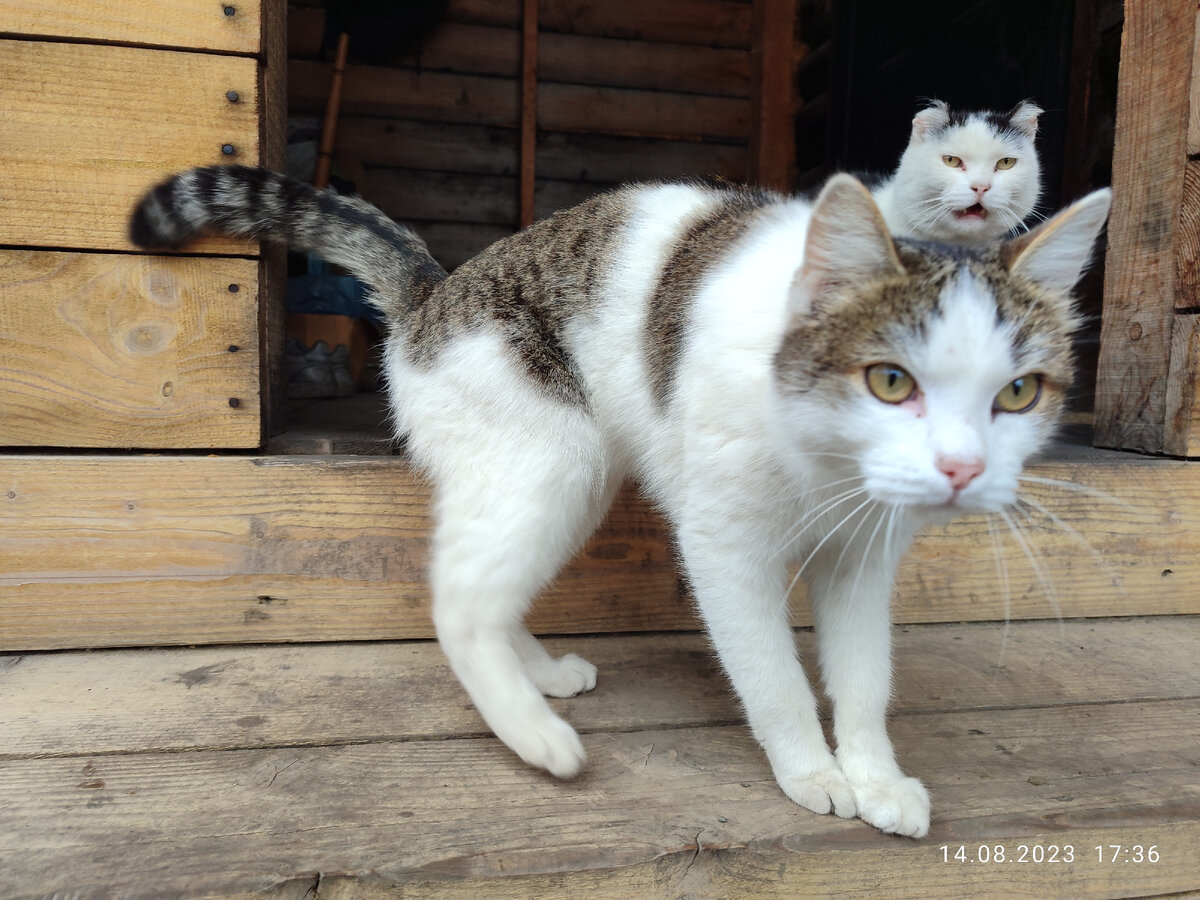 Кот Артём на переднем плане. Кот Саша на заднем как бы уточняет: зачем ты нас фотографируешь, кожаная?