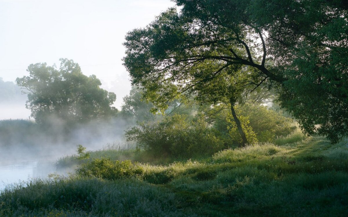    В Курскую область идут дожди