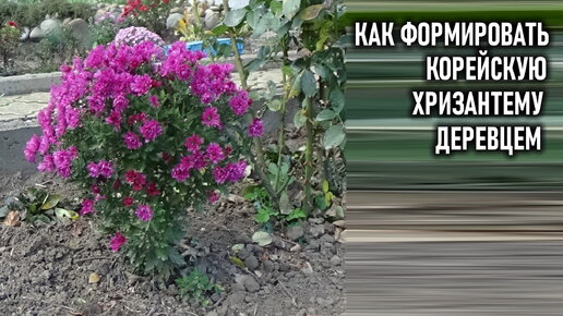 Корейские хризантемы. Формируем деревцем.