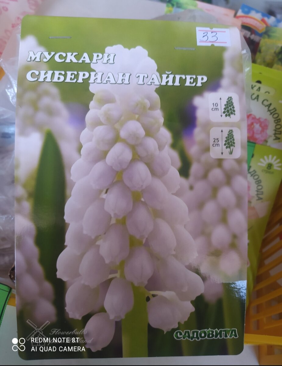 Белые мускари