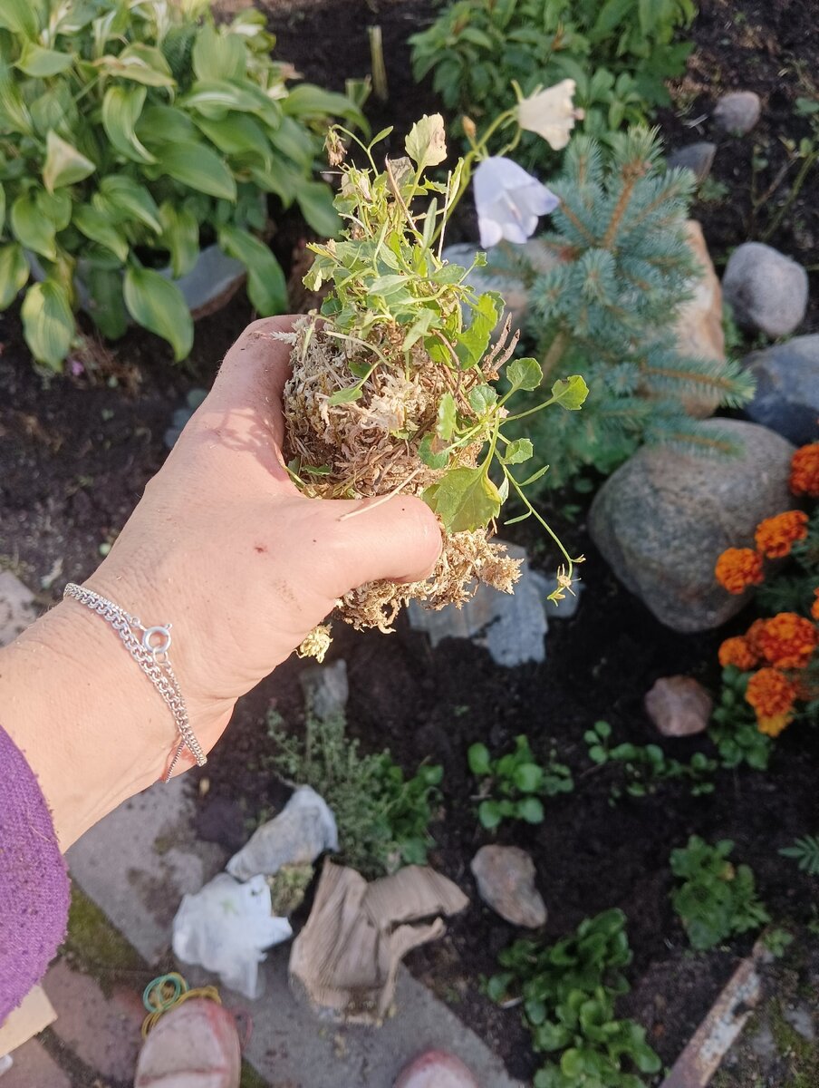 Как здорово упаковано. И сажать легко!