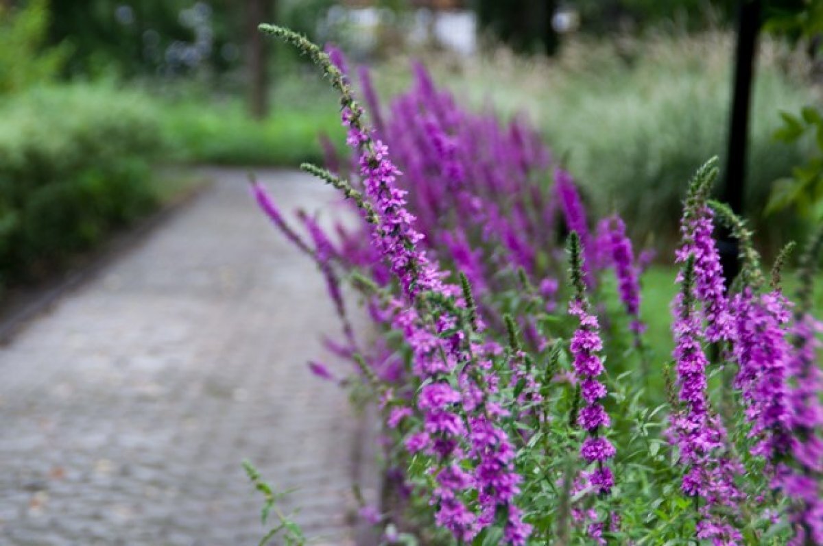    Омский дендросад им. Гензе закроется с 16 октября