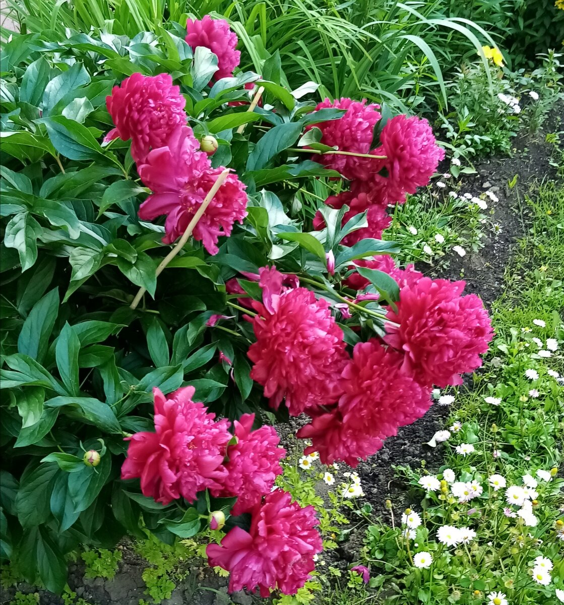 Пионы (все фото автора) 