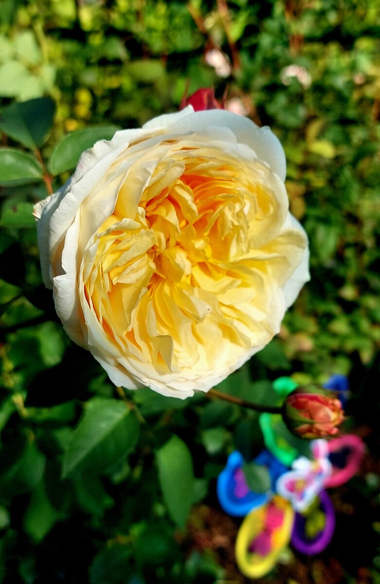 Зе Пилгрим. Остинка