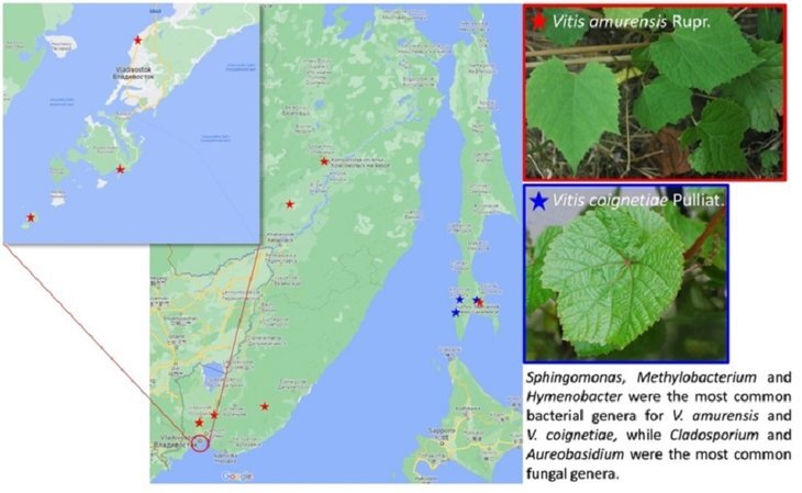     Российские ученые исследуют дикорастущие виды винограда в поисках новых агентов биоконтроля и биостимуляторов

