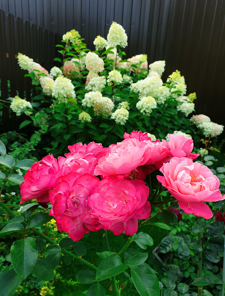 Гортензия в моем саду.