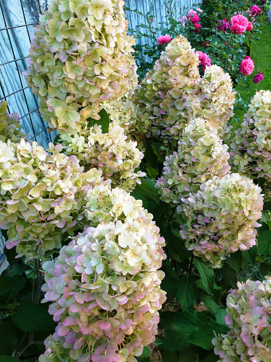 Гортензия в моем саду.