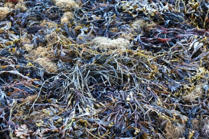     Эффективность биостимулирующих экстрактов водорослей из Белого моря ученые проверили на пшенице и огурцах
