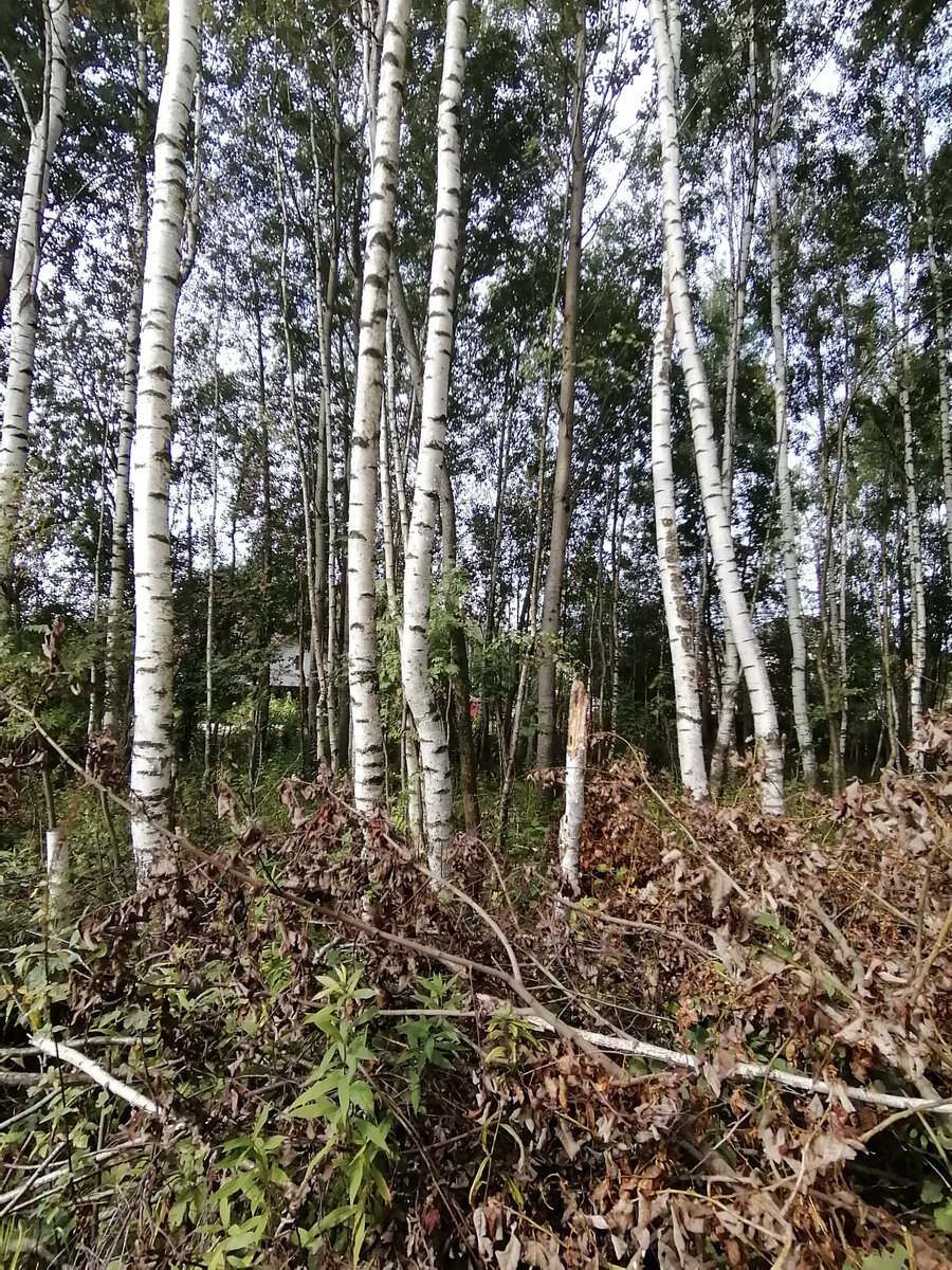 Прореживание загущенного древесного массива