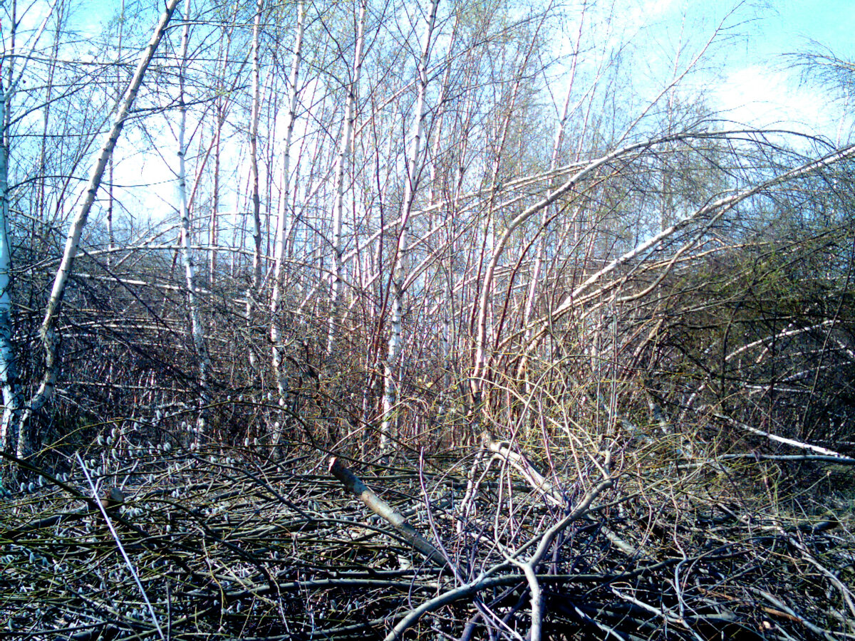 Эта же березовая рощица много лет назад. Весной после ледяного дождя. Деревья многие наклонились и потом не смогли распрямиться