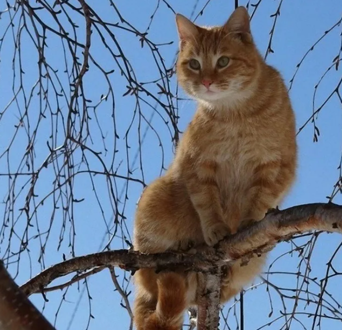 Коты в марте. Коты весной. Кот на дереве