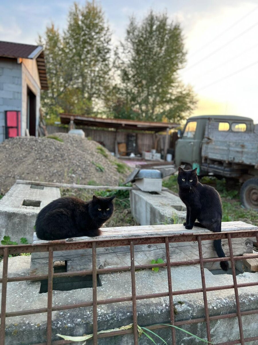 Наш трехлапый Васятка обрел семью❤