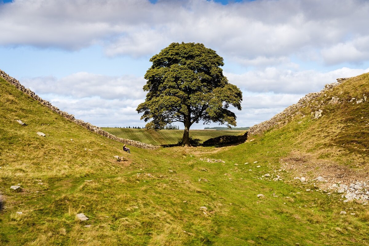 Дерево робин гуда. Вал Адриана. Sycamore gap Hadrian's Wall. Виндоланда. Сикамор-гэп, Англия.