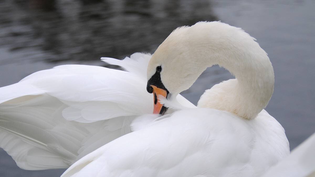    Фото: Светлана Колоскова / Вечерняя Москва
