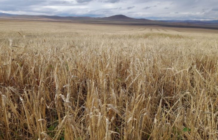    ​Дожди тормозят уборочную на юго-востоке Забайкалья на 25 процентов к прошлогодним темпам