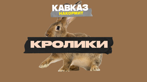 Кролики | Кавказ накормит