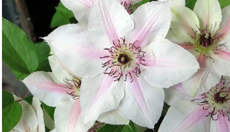 Простые способы размножения клематисов черенками и отводками