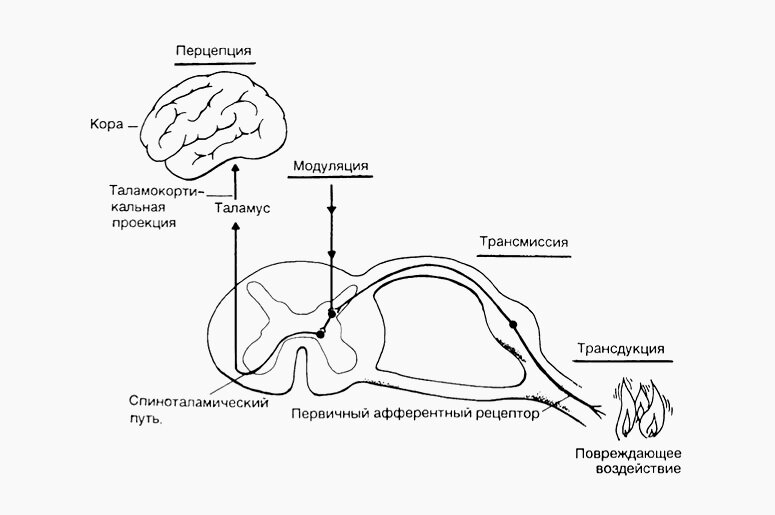 © Схема восприятия боли