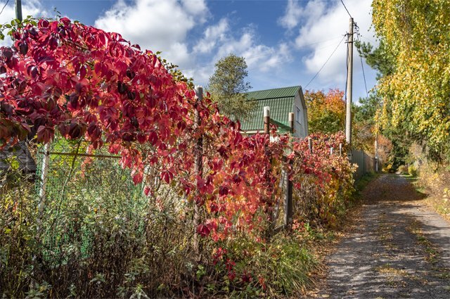   Чего требуют дачные растения в осеннюю жару?