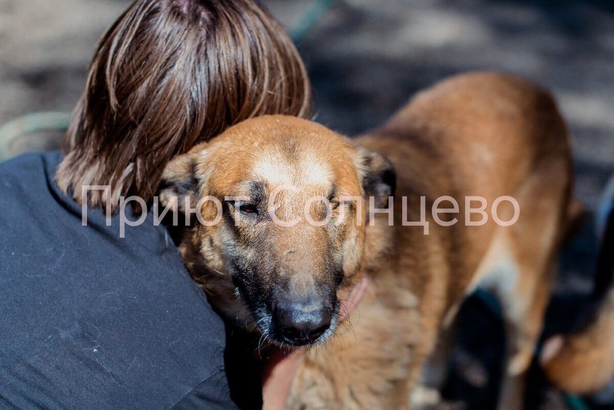 Благодаря волонтёрам Вега стала очень нежной собакой