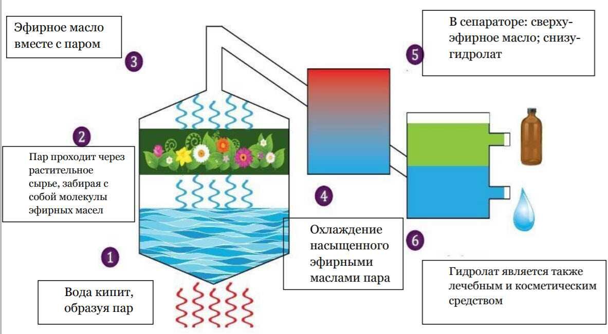 Распространение эфирных масел в природе схема