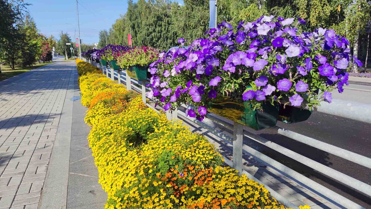 Листайте вправо, чтобы увидеть ещё фото того, как украшены цветами улицы Ханты-Мансийска.