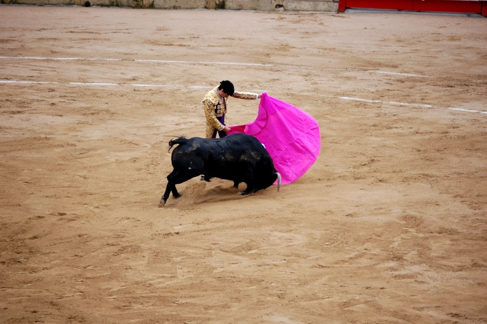 Игры с быками есть в культурах многих стран, на которых в свое время оказала влияние испанская корона - в том числе, и в Южной Америке. Но далеко не везде быков убивают. До 2011 года в Барселоне проходила настоящая коррида, после которой мясо убитых быков продавалось на местном рынке. Как говорили очевидцы - по завышенной цене, при этом мясо такое, на любителя...