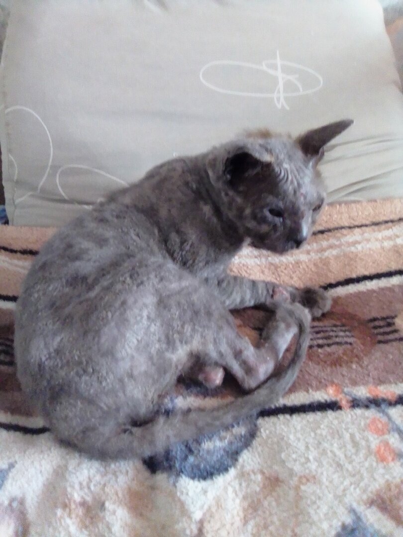 Рафаэль. Отек на носике пока еще сохраняется, надеемся через неделю пройдет