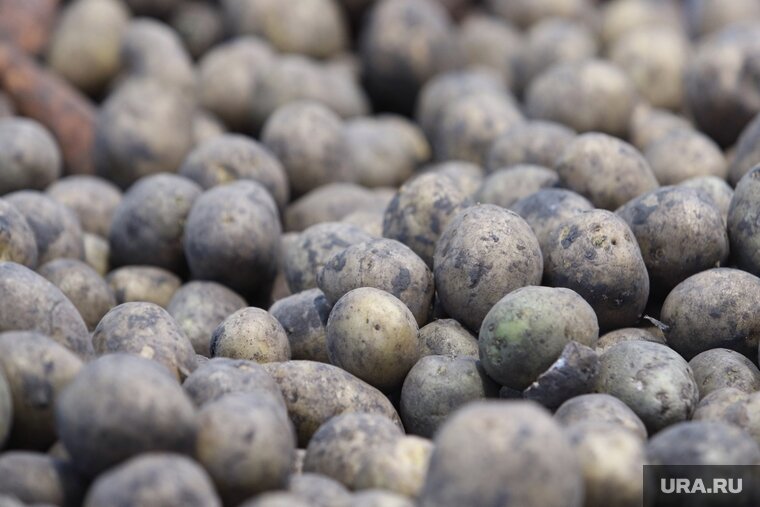    Для возврата денег достаточно будет взвесить гнилую картошку и сообщить продавцу вес