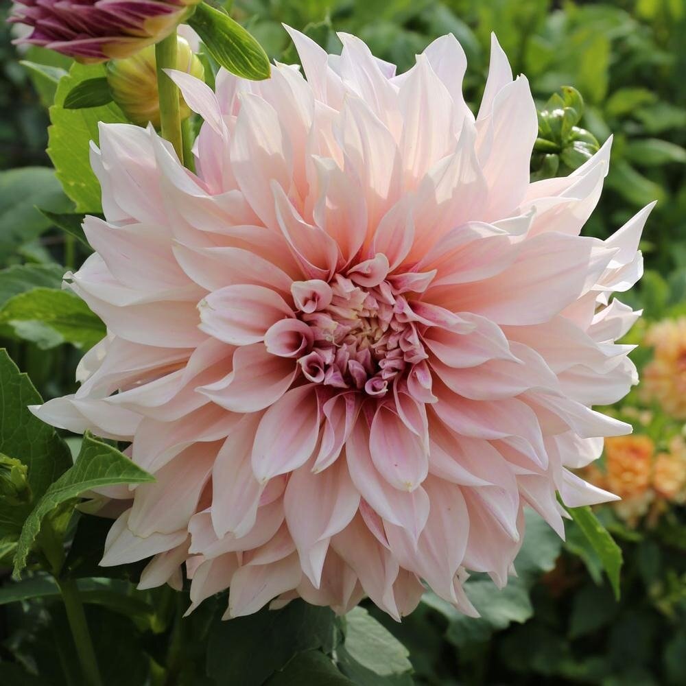 Георгины воронеж. Георгины Dahlia. Cafe au lait георгин. Георгин Dahlia Cafe au lait.