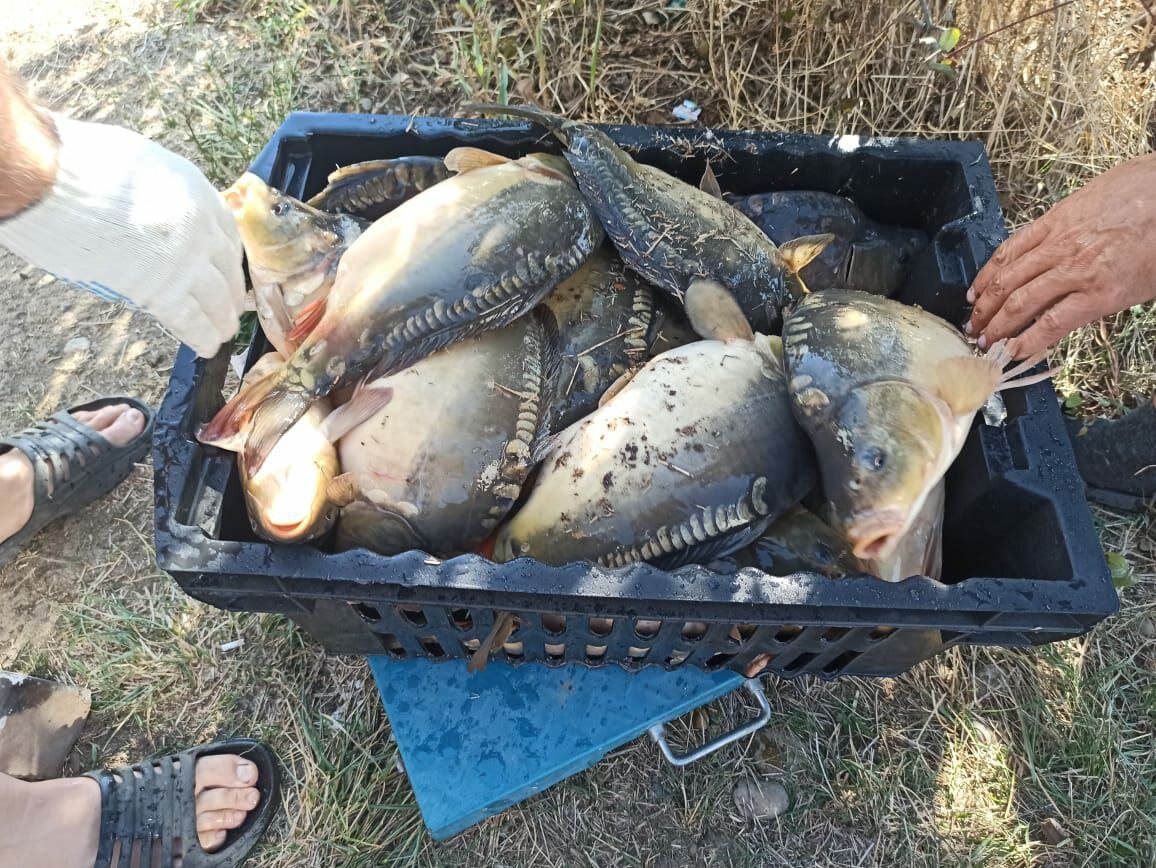 Рыбалка на зарыбленных прудах Краснодарского края и республики Адыгея