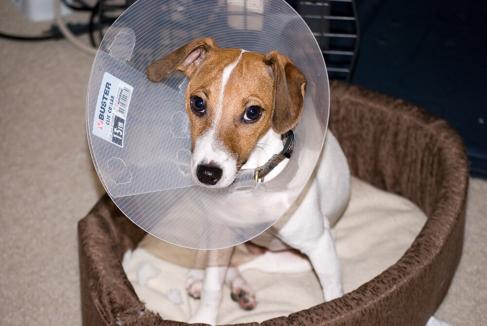 источник фото: https://upload.wikimedia.org/wikipedia/commons/1/1f/Jack_Russell_-_Elizabethan_collar.jpg