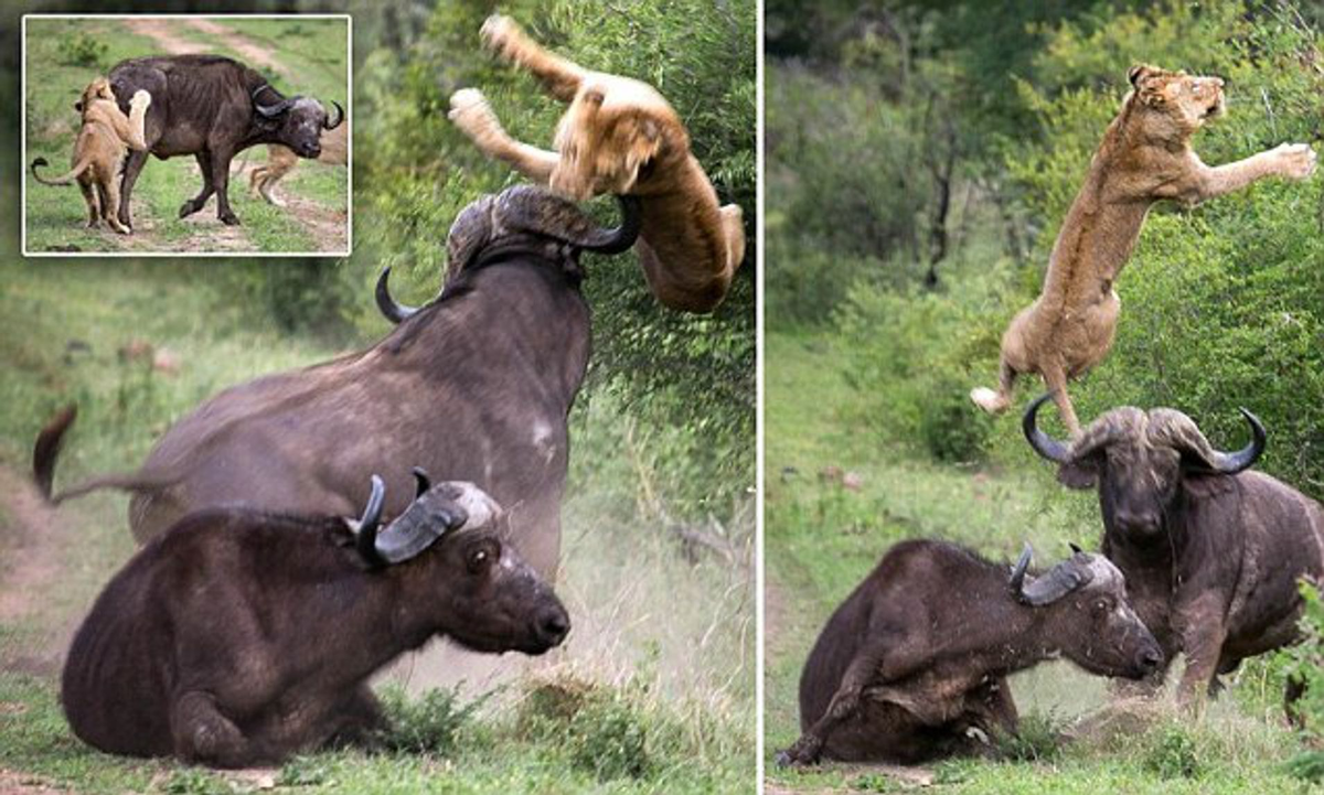 Африканские Буйволы против Львов. Рысь легче медведя буйвол