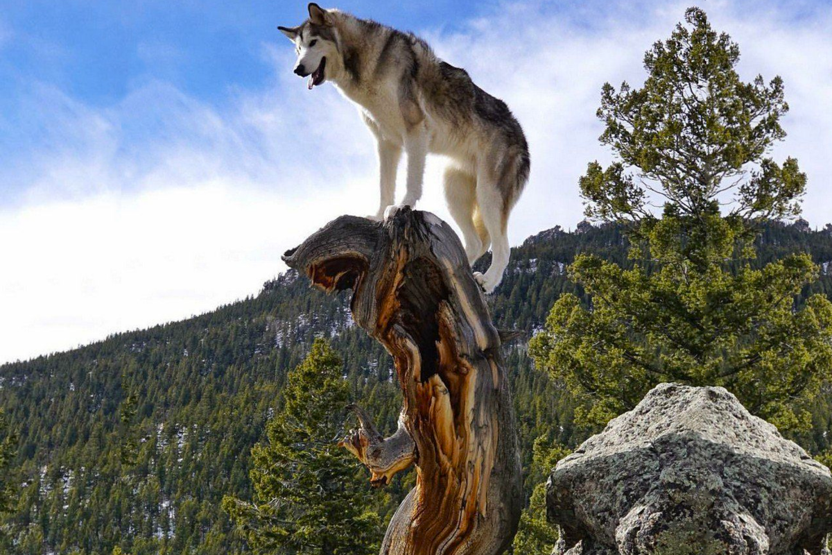 Тотем хаски песня. Тотем хаски песня. Благородное хаски. Глазки как у хаски. Хаски хаски я сибирский хаски я бандит.