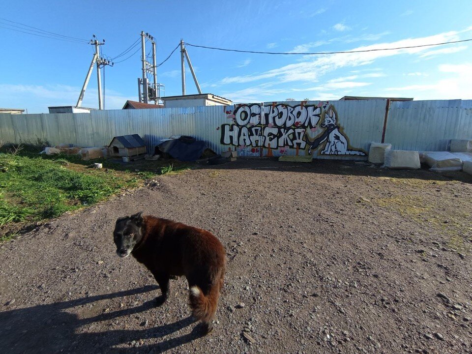    У приюта узнаваемая вывеска. Но внутри не все так дружелюбно, как на картинке, уверяют зоозащитники. Фото: предоставлено "КП"