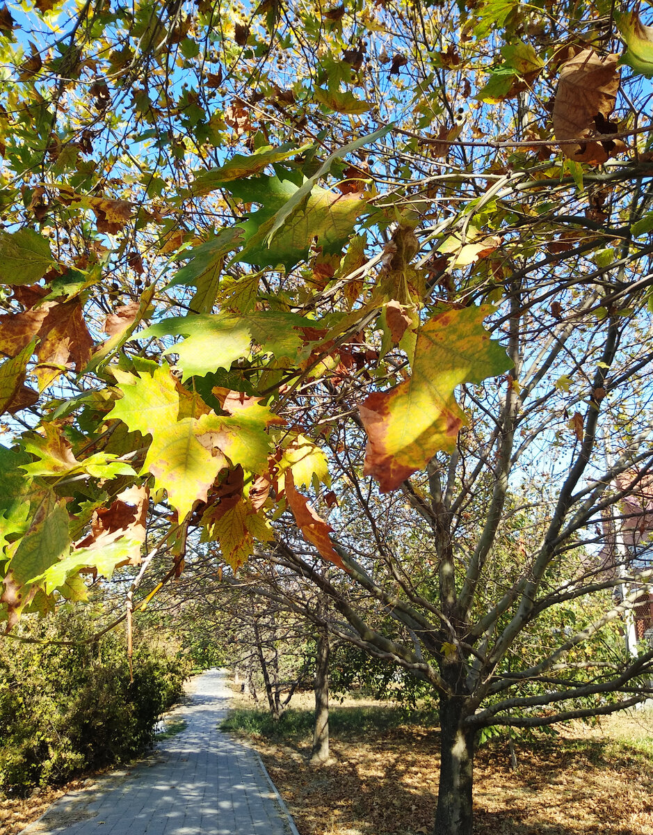 Фото от сегодня 2 октября. У нас так выглядят платаны. Остальные деревья пока зелёные