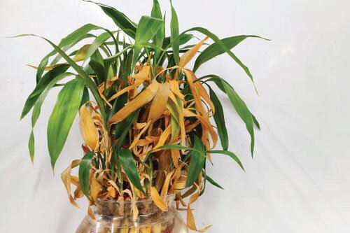 фото из открытого источника